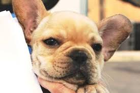 Before adopting, it's important to understand that a rescue is. Two Dozen Frenchie And English Bulldog Puppies Rescued From Hot Van In New Jersey Phillyvoice