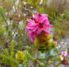 Image result for Penaeaceae