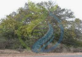 Image result for Dialium schlechteri