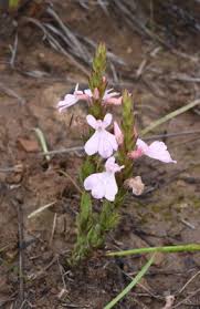 Image result for Striga bilabiata