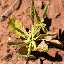 Image result for Geigeria engleriana