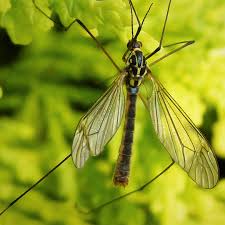 Image result for Kyllinga appendiculata