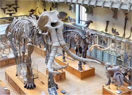La Galerie De Paleontologie Au Jardin Des Plantes Plante Jardin Paleontologie Jardin Des Plantes Paris