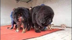 Advice from breed experts to make a safe choice. Tibetan Mastiff Absolutely Massive Tibetan Youtube