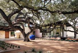 Find your sacramento shade tree with the shady eighty. Photo 1 Of 12 In An Imposing Oak Tree Serves As A Living Sculpture In This Texas Home Dwell