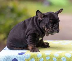 Black And Tan Frenchie Bronco Trindle Black And Tan Boy French Bulldog Puppy For Sale French Bulldog For Sale French Bulldog French Bulldog Puppy Puppies