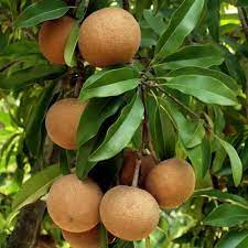Currently operating on 20 acres of growing grounds and nursery space, california tropical is proud to provide. California Tropical Fruit Tree Nursery