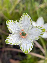 Image result for Allocassine