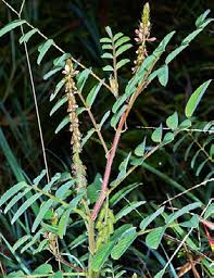 Image result for Cynanchum mossambicense