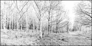 Everything Looks In Black And White Breamish Valley