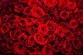 100 Million Roses Grown For Valentine S Day Produce 9 000 Metric Tons Of Co2 In 2020 Rose Color Meanings Red Roses Flower Images