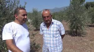 Fidan seçiminde aşağıdaki noktaları dikkat etmek teknik bir yetiştiricilik için gereklidir. Kumluca Zeytin Fidani Toprak Guzel Olursa Hizli Ve Saglikli Gelisir Youtube