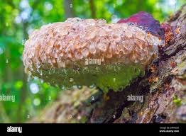 Image result for Phellinus pini