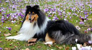 Official instagram of the biggest border collie community! Langhaar Collie Sportsfreund Mit Familiensinn
