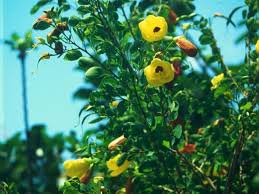 Image result for Bauhinia tomentosa