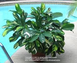 Never Never Plant Ctenanthe Lubbersiana Brazilian Snow Garden Org Plants Snow Plant Indoor Plant Care