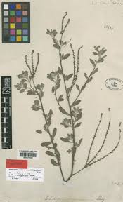 Image result for Heliotropium zeylanicum