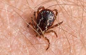 The earth is full of wonders. Pest Identification Common Insects And Pests Found In Md Dc And Va