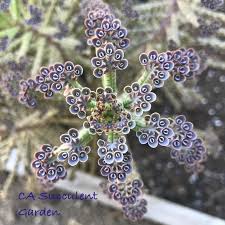 Kalanchoe Tubiflora Delagoensis Chandelier Plant Mother Of Etsy In 2020 Plants Plant Cuttings Propagating Plants