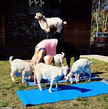 Make some furry friends and discover some new places with our pick of the top 9 animal activities and petting zoos across sydney! Mobile Petting Zoo Faces Animal Cruelty Charges Daily Mail Online