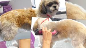 So you should decide on a style that you are willing to put the effort into. Petgroooming Shih Tzu Full Grooming Short Summer Cut 79 Youtube