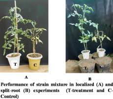 Image result for tomato seedling fusarium wilt