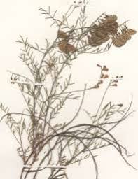Image result for Lessertia pauciflora