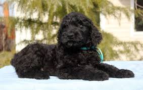They have puppy pictures, brt history, breed about our puppies. Amade Purebred Healthy Black Russian Terrier Puppy For Sale Newdoggy Com