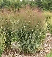 Image result for Panicum novemnerve