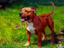 Image result for bulteriér