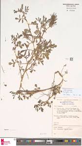 Image result for Otiophora pycnostachys