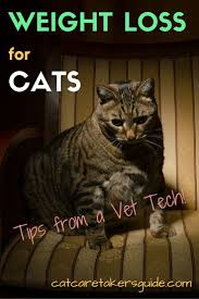 Pin On Animals