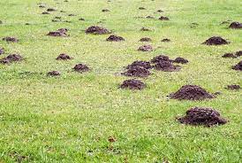 Check spelling or type a new query. Get Rid Of Dirt Mounds In The Lawn P Allen Smith