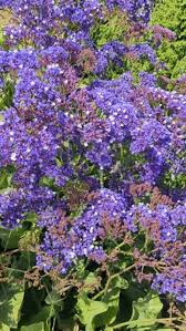 Image result for Plumbaginaceae