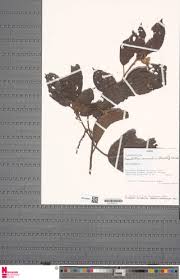 Image result for Maesobotrya floribunda