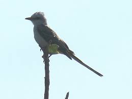 Bird Photos Birding Sites Bird Information Juvenile Scissor Tailed Flycatcher Key West Tropi Flycatcher Bird Photography Bird Photo