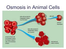 A hypertonic solution is a solution, which contains higher solute concentration. Cell Membrane