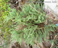 Image result for Cressa cretica