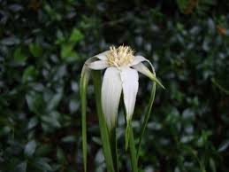 Image result for Rhynchospora gracillima