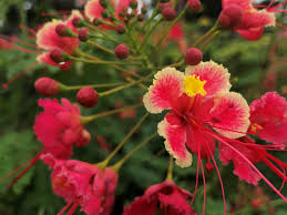 Image result for Caesalpinia