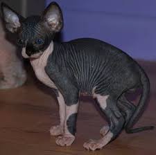 If you want a cat who will sleep on your lap while you watch tv, snuggle up with you at night, and greet you at the door after work, this breed will not. Black And White Sphynx Kitten Novocom Top