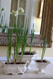 How To Force Paperwhite Narcissus Recipe Paperwhites Narcissus Narcissus Flower