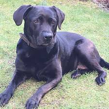 Emma Sucht Ein Neues Zuhause Goodfellows Neues Zuhause Labrador Labrador Hundin