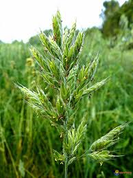 Maybe you would like to learn more about one of these? Photo Brome Mou Bromus Mollis Poacees Graminees
