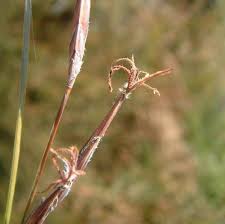 Image result for Schoenus