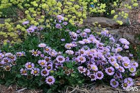 Image result for Aeschynomene glauca