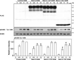 Ned manning, natalie mccurry, peter whitford, wilbur wilde. Silencing Of Erbb3 Erbb2 Signaling By Immunoglobulin Like Necl 2 Sciencedirect