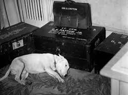 General Georg Patton S Pet Bull Terrier Willie Photo Art Com Rare Historical Photos Historical Photos Patton