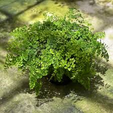 Image result for Adiantum capillus-veneris