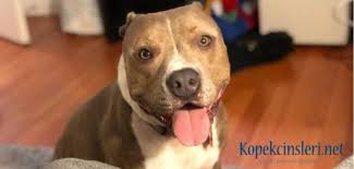 Pitbull Nasil Bir Kopektir Ozellikleri Nelerdir